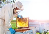 چهارمحال و بختیاری دارای 304 هزار کلنی زنبور عسل است