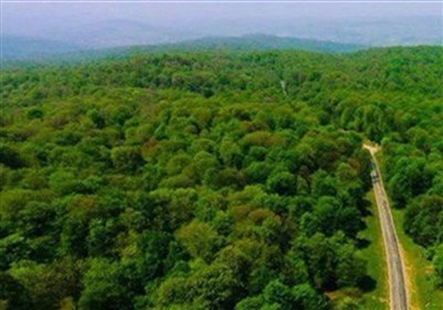 حلقههای تهدید در جنگلهای شمال/ خطر در کمین میراث هیرکانی/ حریقها ادامه دارد