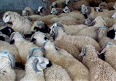 کشف یک هزار رأس گوسفند قاچاق به ارزش 200 میلیارد ریال در فارس