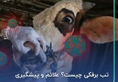 خسارت تب برفکی دامدارانی که بیمه باشند پرداخت میشود