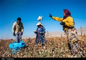 رشد سطح زیرکشت و تولید پنبه در خراسان شمالی؛ مانه رکورددار کشت و برداشت است