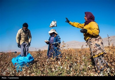 رشد سطح زیرکشت و تولید پنبه در خراسان شمالی؛ مانه رکورددار کشت و برداشت است