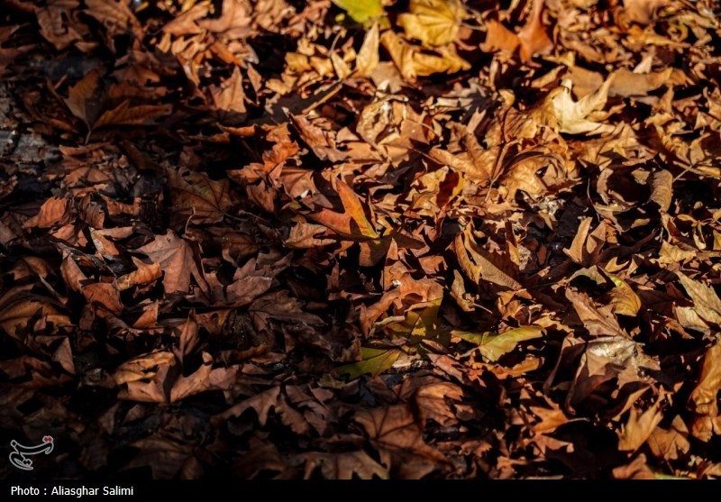 `پاییز , اخبار استان خراسان شمالی , 