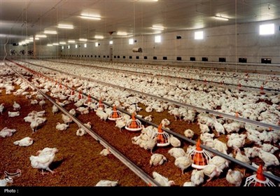 خشکسالی، جنگ اقتصادی و ضعف نظارت؛ 3 عامل اصلی بحران نهادههای دامی