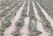 خسارت به 500 هکتار محصول گوجه‌فرنگی استان بوشهر