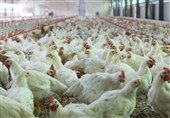 مرغ ماه رمضان و شب عید در مازندران تأمین شد