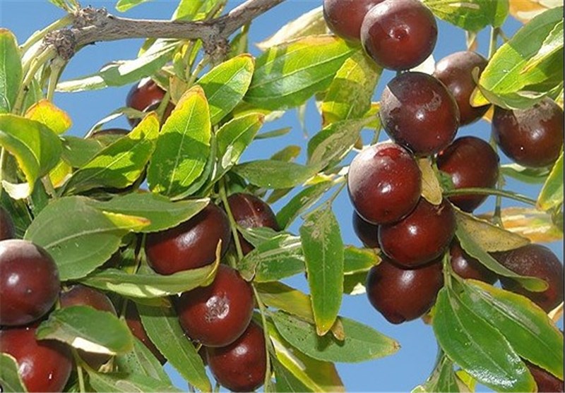 نتیجه تصویری برای درختان عناب در مازندران