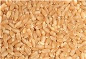 150 تن بذر اصلاح شده گندم و جو بین کشاورزان شهرستان نیر توزیع شد
