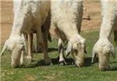 عکس/انتخاب گوسفند برتر سال!