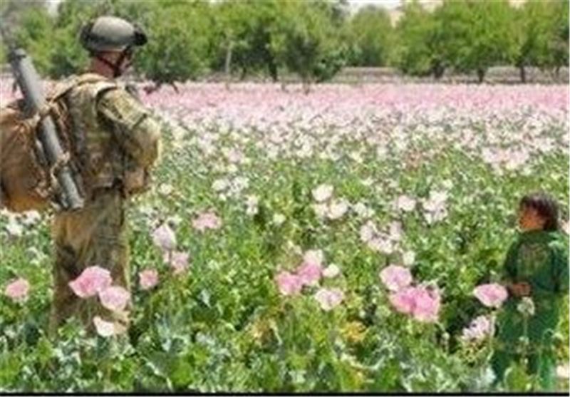 Afghan Farmers Plant Record High Opium Crop, UN Report Says