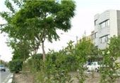 طرح جوان سازی درختان مثمر در زنجان اجرایی می‌شود