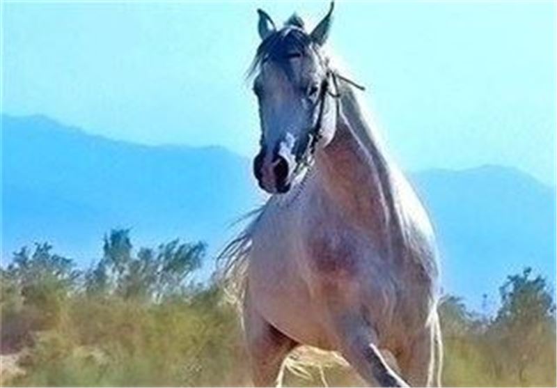 صدور شناسنامه برای 200 راس اسب کشور/ اسبچه خزری شناسنامه‌دار می‌شود