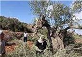 UN Records 33 Israeli Settler Attacks on Palestinians Picking Olives Last Month