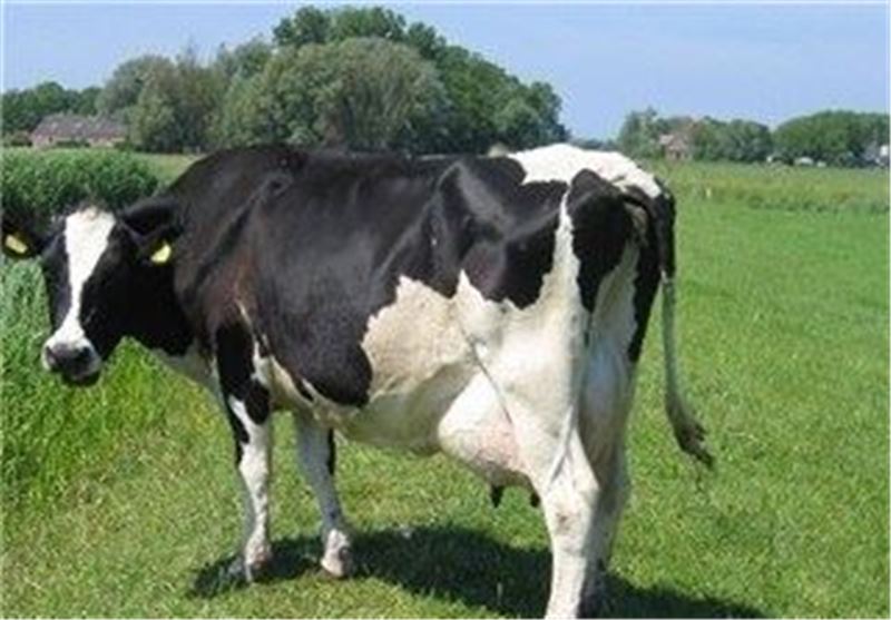 بیش از 4000 گاو و گوساله در برابر تب مالت واکسینه شدند