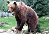 خسارت 70 میلیون ریالی به چوپان سمیرمی به دلیل حمله خرس قهوه ای