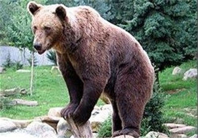 خرس سیاه آسیایی در قلعه گنج کرمان مشاهده شد