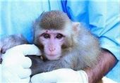 خطر ابتلا به ایدز و هپاتیت با نگهداری میمون آسیایی