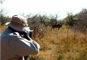 مجوز شکار به اندازه جمعیت پایدار حیات وحش صادر می شود