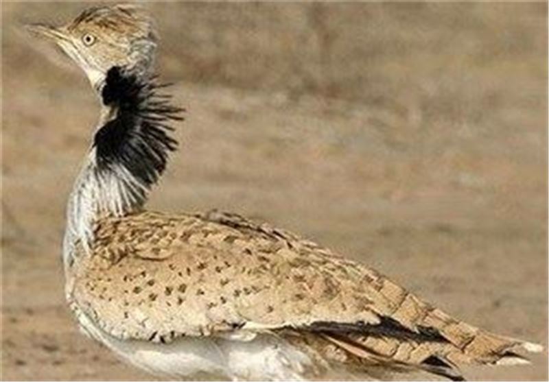 پرندگان کشف شده در بوشهربه چرخه طبیعت بازگشتند