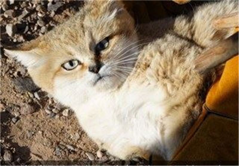 خراسان جنوبی| افزایش جمعیت گونه نادر گربه شنی در منطقه مظفری فردوس