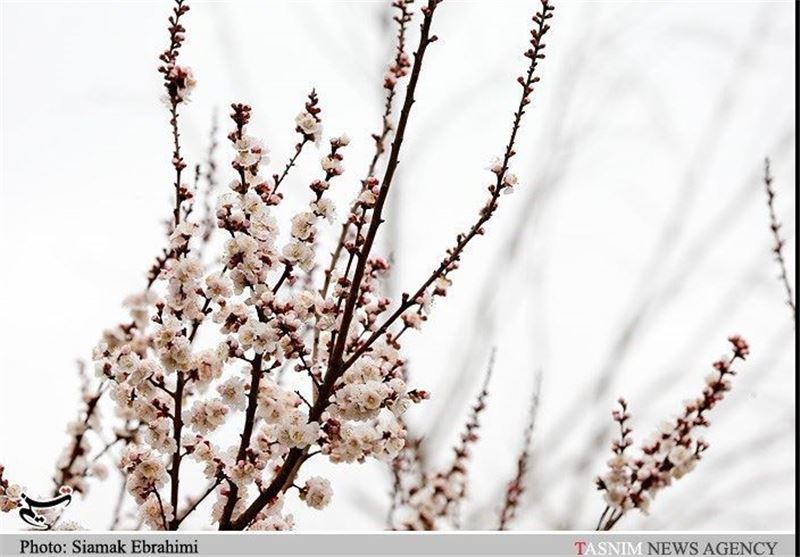 جشنواره شکوفه‌های گیلاس در طارم برگزار نمی‌شود