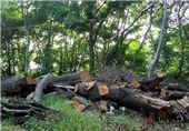اخذ جریمه سنگین برای قطع بدون مجوز درخت در نطنز