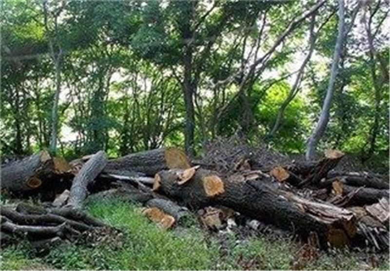 کشف 5 تن چوب قاچاق بلوط ایرانی در سمیرم/ هر هفته 3 تن چوب در سمیرم کشف می‌شود