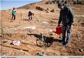 کاشت 600 هزار اصله نهال در کردستان در هفته منابع طبیعی