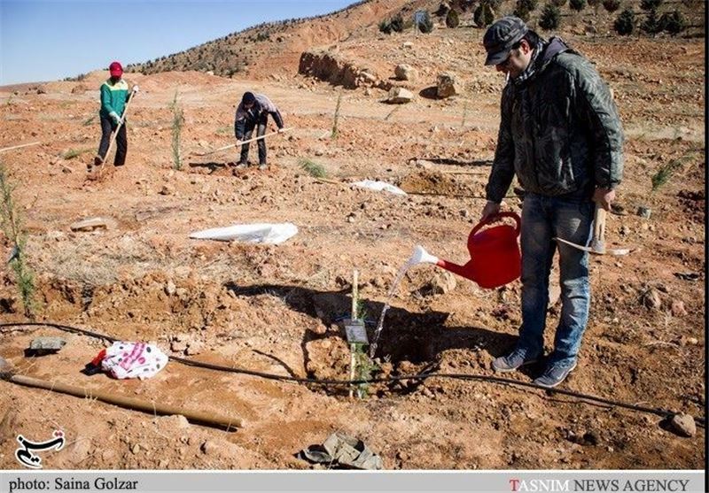 کاشت 600 هزار اصله نهال در کردستان در هفته منابع طبیعی