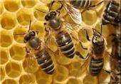عسل فروشی‌های حاشیه جاده‌های اردبیل جمع‌‌آوری شد/تعاونی زنبورداران آماده واگذاری زمین برای راه‌اندازی بازارچه عسل