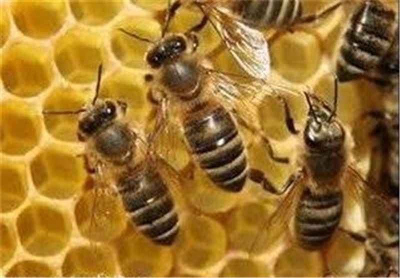 عسل فروشی‌های حاشیه جاده‌های اردبیل جمع‌‌آوری شد/تعاونی زنبورداران آماده واگذاری زمین برای راه‌اندازی بازارچه عسل