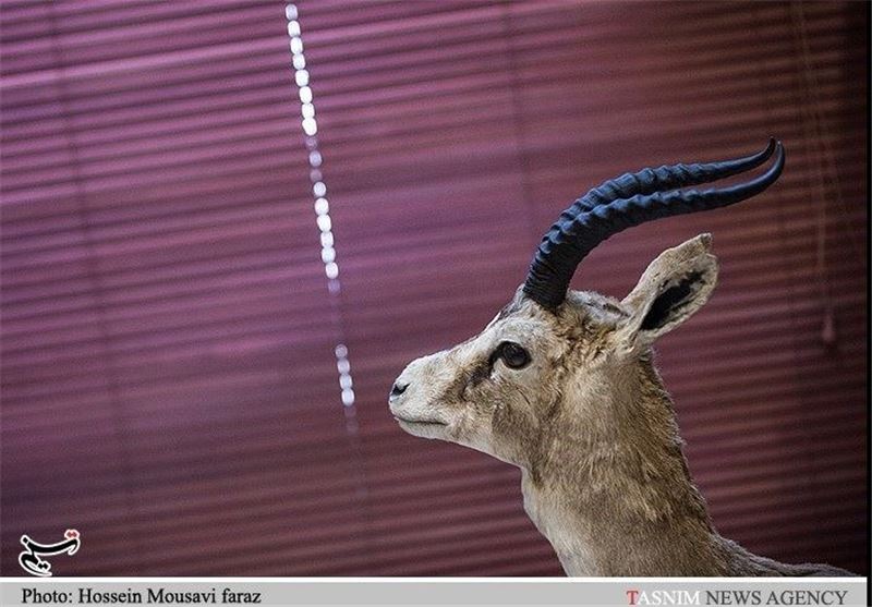 احداث موزه میراث فرهنگی و حیات وحش در کهگیلویه و بویراحمد