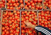 گوجه‌فرنگی در بزرگترین سبد نان جهان کمیاب شد