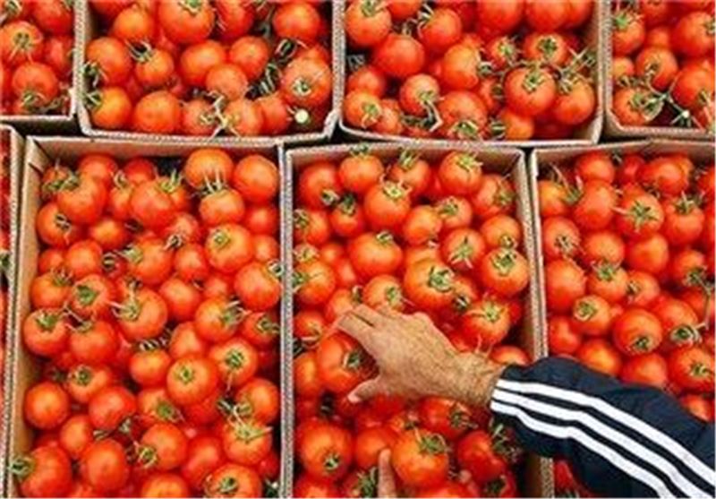 گوجه‌فرنگی در بزرگترین سبد نان جهان کمیاب شد