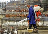 شایعه ورود آنفولانزای مرغی در کشور تکذیب شد