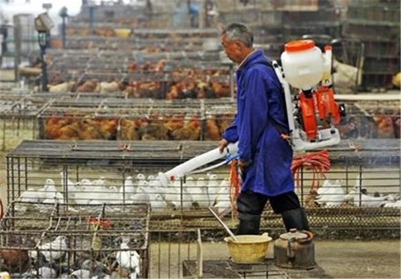 شایعه ورود آنفولانزای مرغی در کشور تکذیب شد