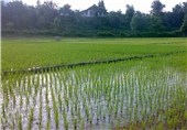 برنج در 38 هزار هکتار اراضی کشاورزی آمل کشت می‌شود