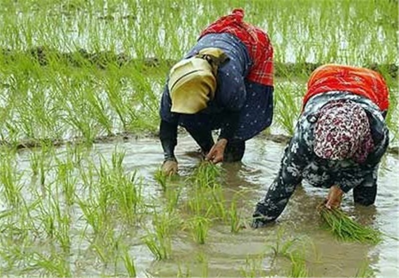 مازنی ها مصمم برای تولید برنج و تامین امنیت غذایی کشور