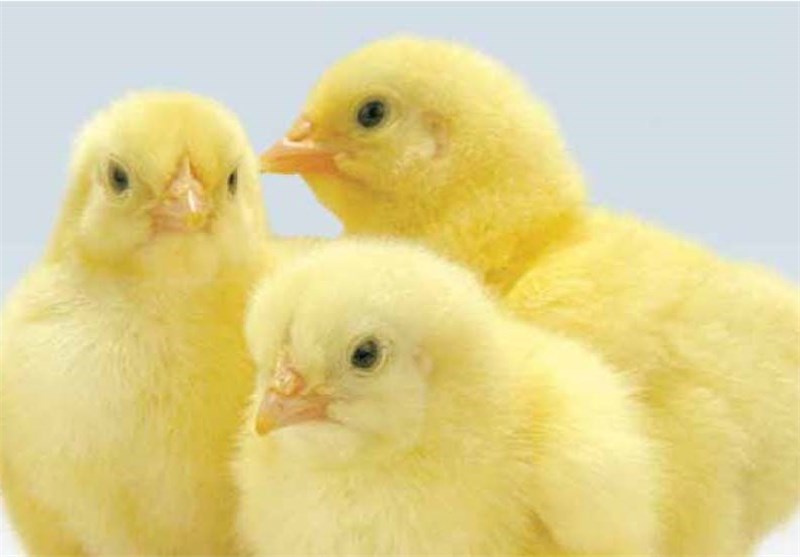 2 میلیون قطعه جوجه‌ریزی در واحدهای مرغ گوشتی مهاباد انجام شد