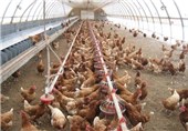 افزایش 2 درصدی جوجه‌ریزی در مرغداری‌های خراسان جنوبی