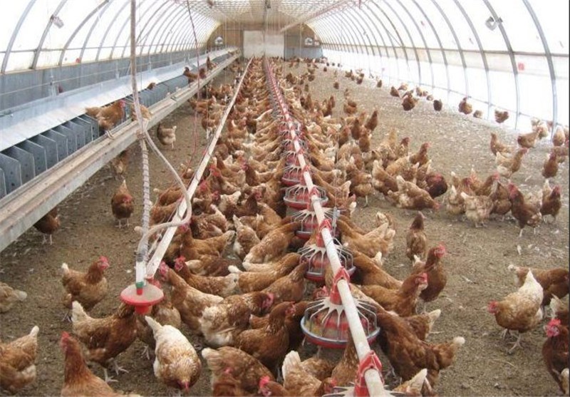 افزایش 2 درصدی جوجه‌ریزی در مرغداری‌های خراسان جنوبی