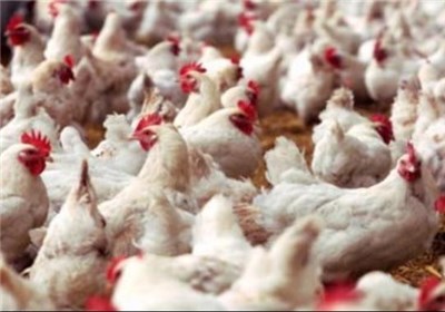  جوجه ریزی مرغ گوشتی در کشور رکورد زد/ خرما هم تنظیم بازاری شد 