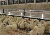 افزایش 60 درصدی جوجه‌ریزی در یزد/ نگرانی تامین مرغ نیستیم
