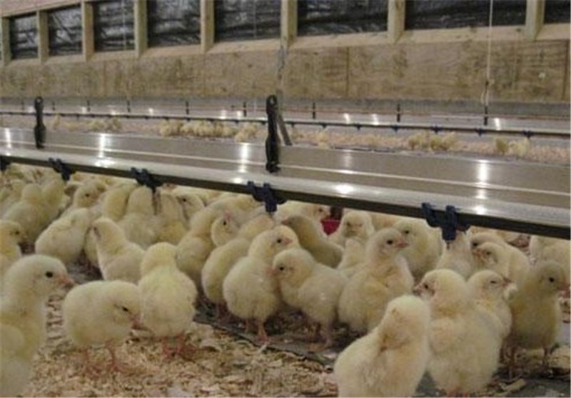 ‌آخرین وضعیت تولید مرغ در هرمزگان/ افزایش 30 درصدی افزایش جوجه‌ریزی در مهر ماه