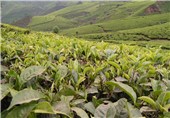 4900 تن برگ سبز چای از کشاورزان فومنی خریداری شد