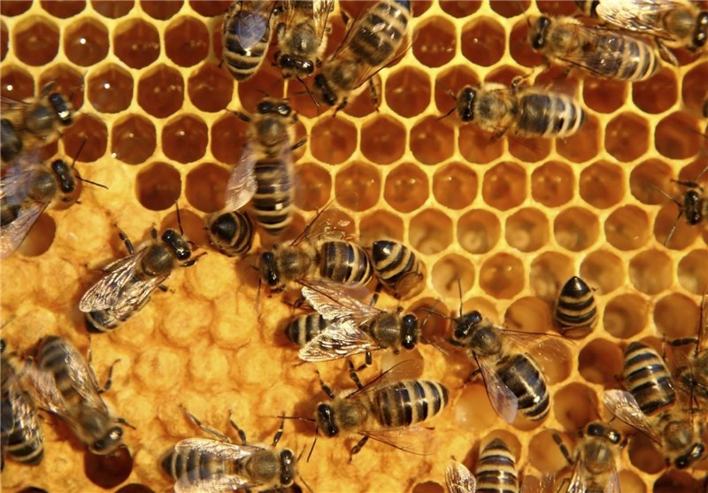 633 تن عسل در زنبورستان‌های استان قزوین تولید شد