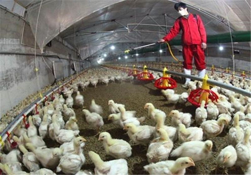 ویروس آنفلوانزای مرغی دائمی است/ باید تولید خود را مدیریت کنیم
