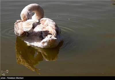 باغ پرندگان تهران