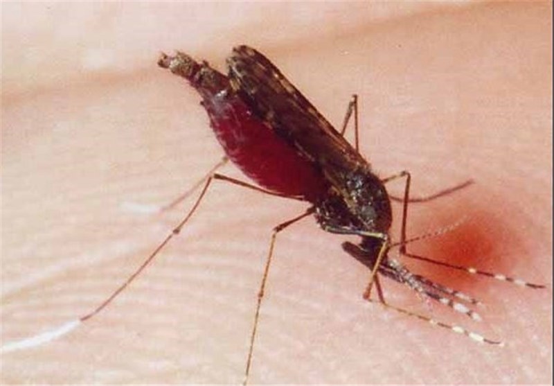 گزارشی از ابتلا به مالاریا در چهارمحال و بختیاری اعلام نشده است