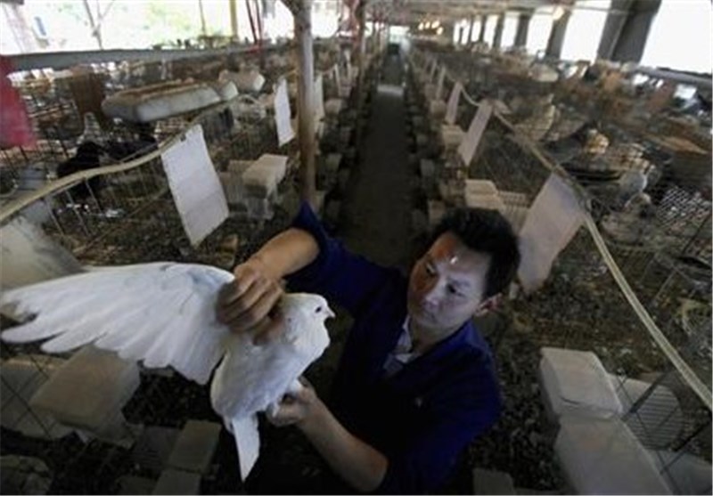 آنفولانزای مرغی در شرق چین همچنان قربانی می‌گیرد
